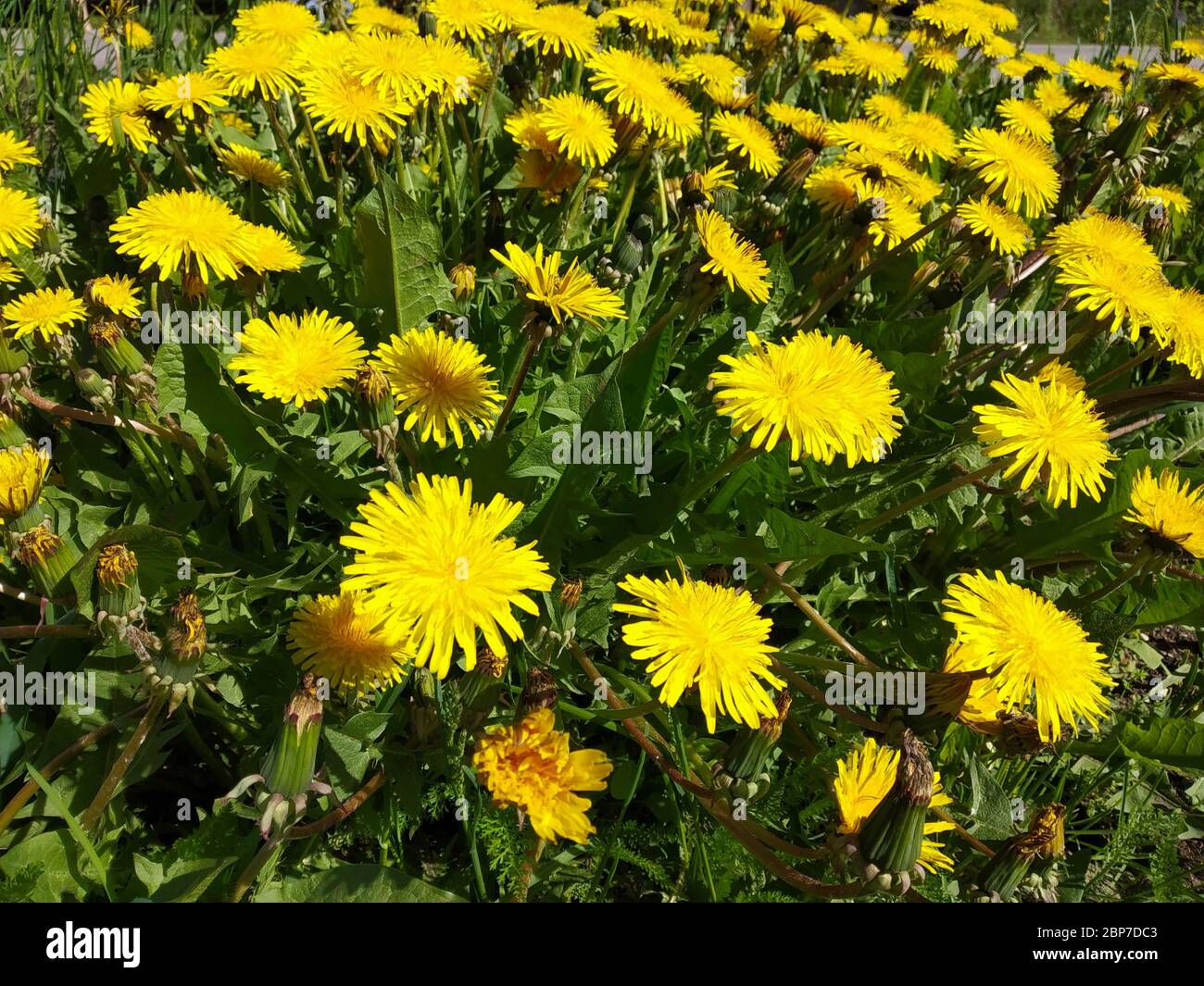 The Yellow dandelion on background of the green herb by springtime. Natural background at solar day Stock Photo