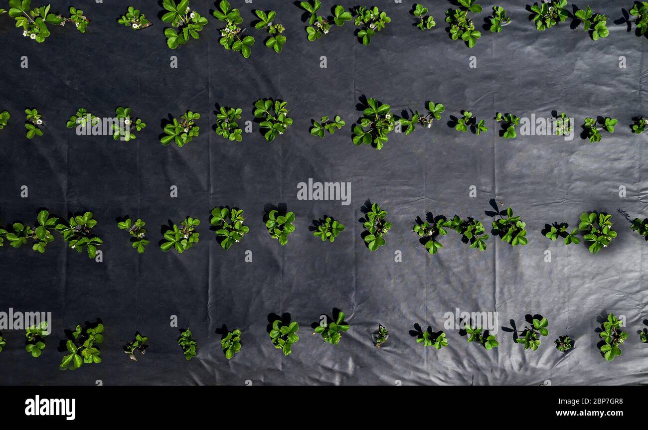 the strawberry field top view. Growing without weeds Stock Photo - Alamy
