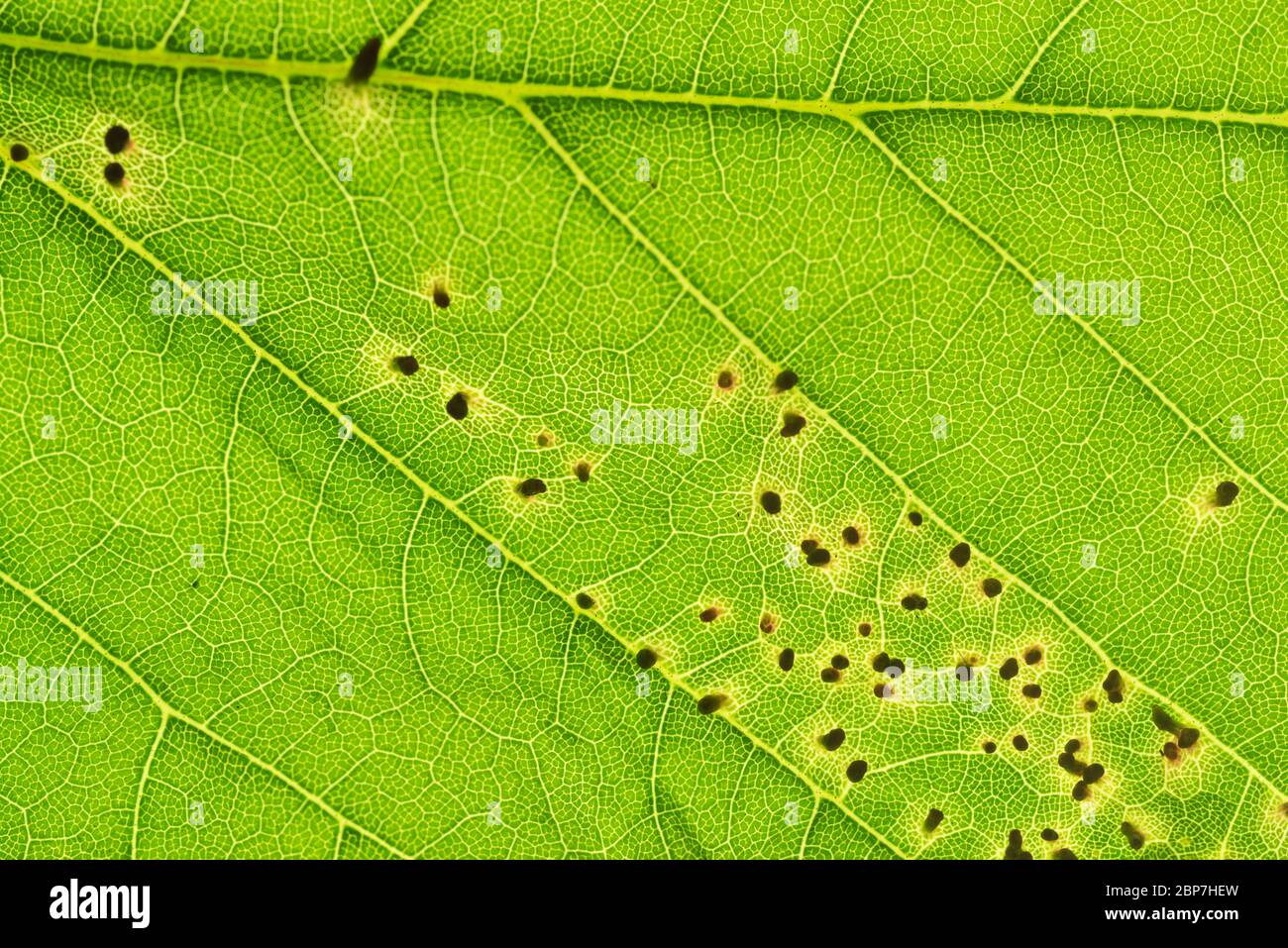 Back-lit Sycamore leaf with galls of a gall mite (Aceria sp) Stock Photo