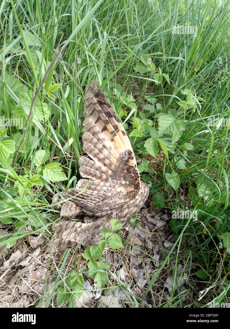 Dead owl. Found a dead owl in the grass. Stock Photo
