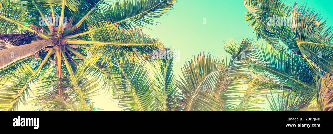 Blue sky and palm trees view from below, vintage style, tropical panoramic background Stock Photo