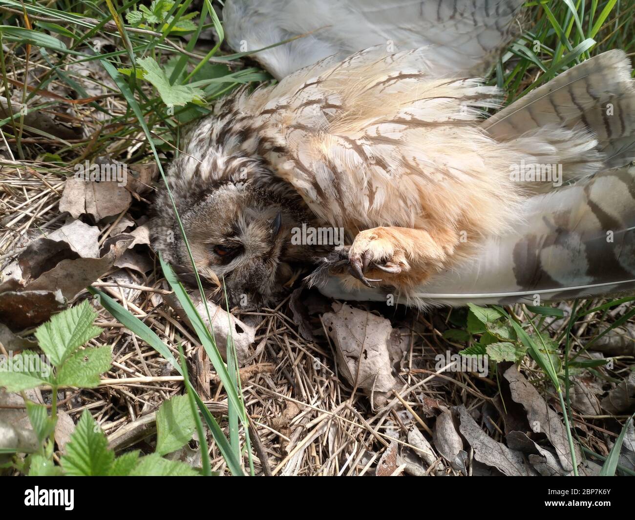 Dead owl. Found a dead owl in the grass Stock Photo Alamy