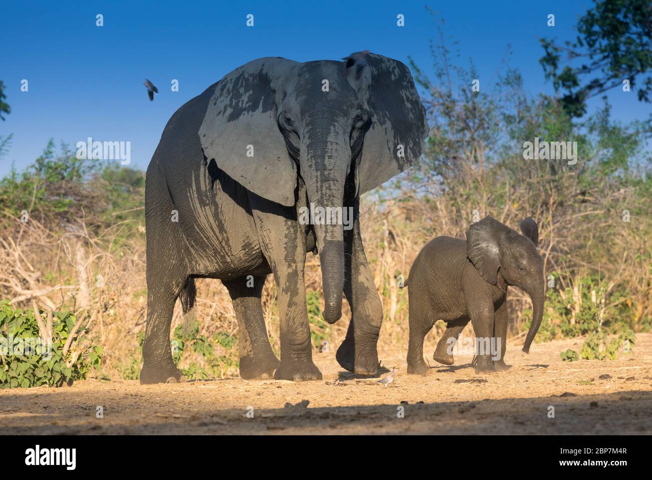 African Elephants drinking at a waterhole in Mana Pools National Park Stock Photo