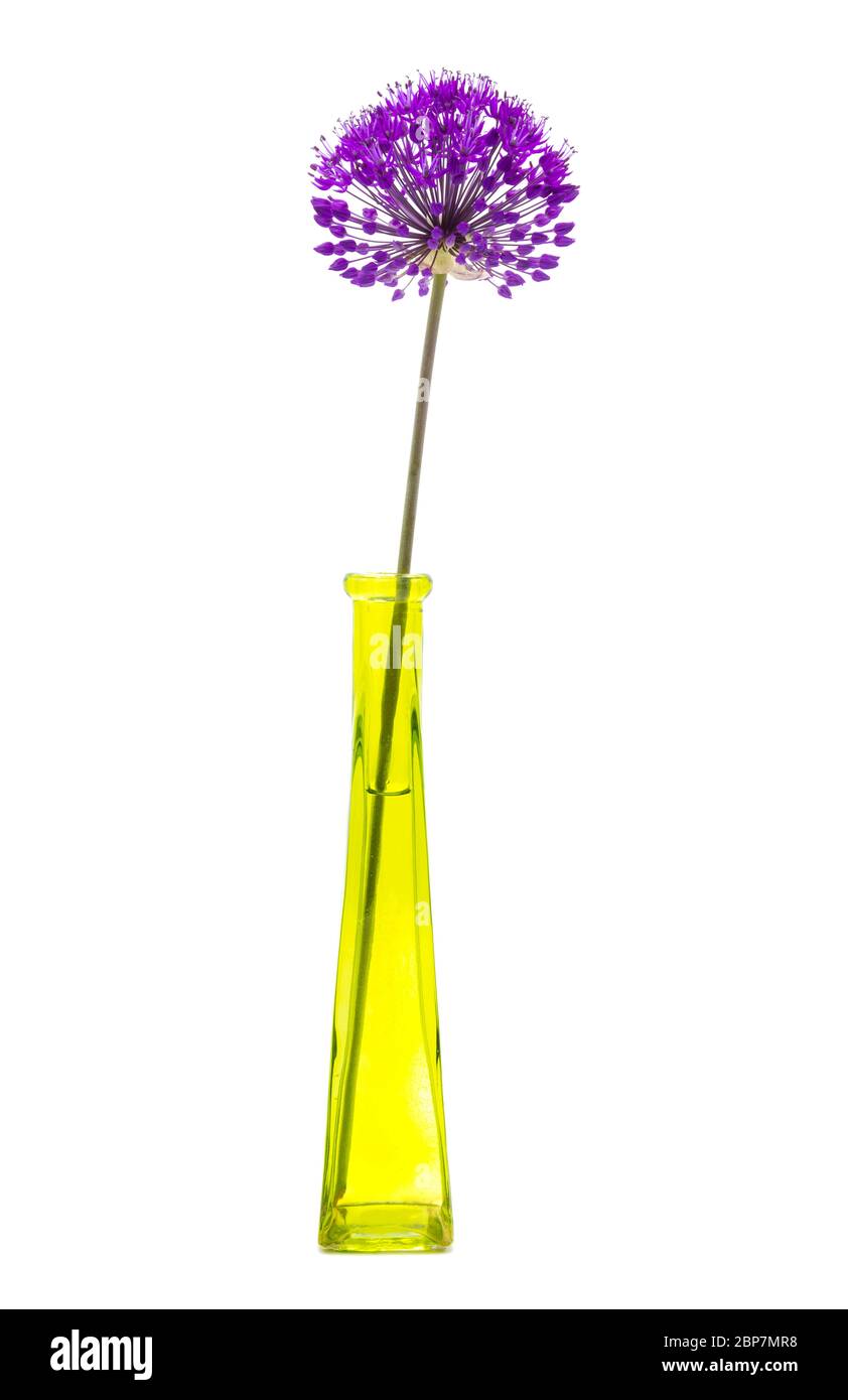 A single purple Allium hollandicam Purple Sensation in a slender yellow-green to glass vase on a white background. The inflorescence comprises umbels Stock Photo