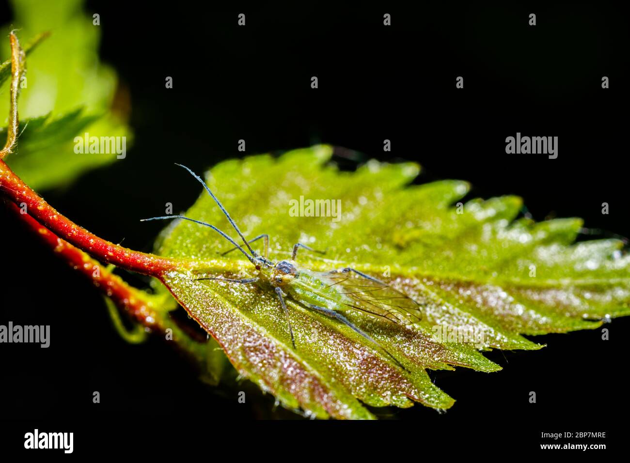 Macro view of a winged green aphid with long antennae on a silver birch leaf in a garden in Surrey, south-east England in spring (body length c. 2mm) Stock Photo