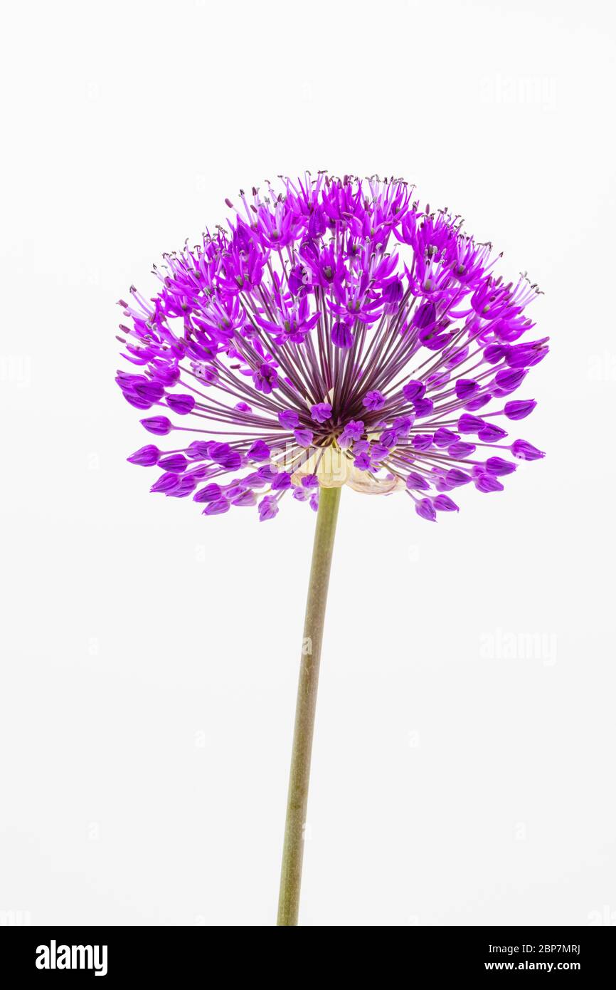 A single stem of purple Allium hollandicam Purple Sensation flower viewed close-up against a white background. The inflorescence comprises umbels Stock Photo