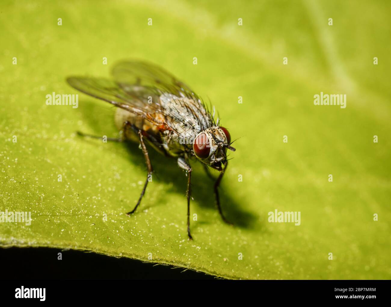 Macro view of a grey flesh fly, Sarcophaga carnaria, standing motionless on a green leaf in a garden in Surrey, England, in spring Stock Photo