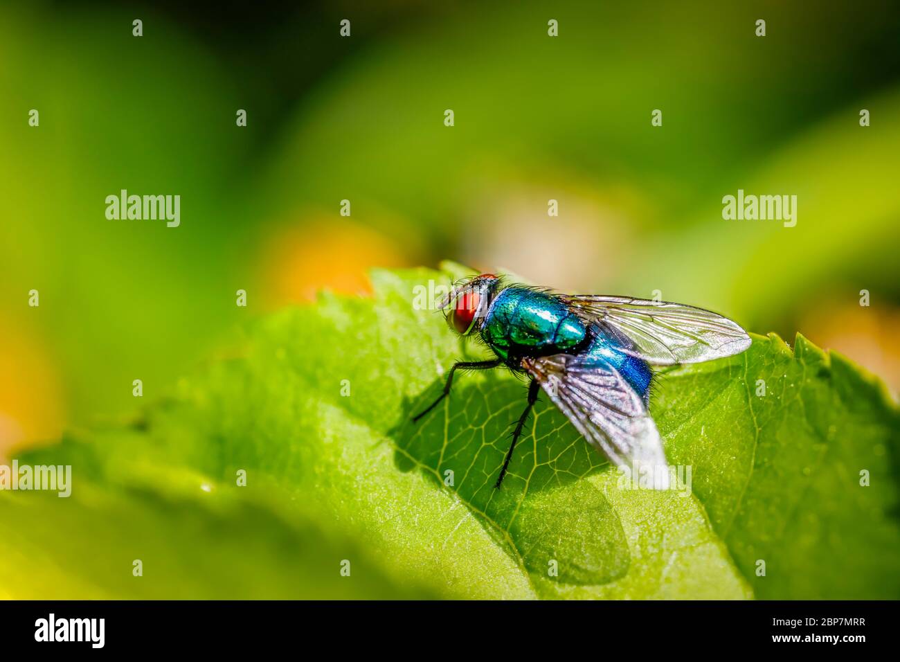 A common green bottle fly (Lucilia sericata), or carrion fly, bluebottle, greenbottle, or cluster fly on a leaf in spring in a garden in Surrey, UK Stock Photo