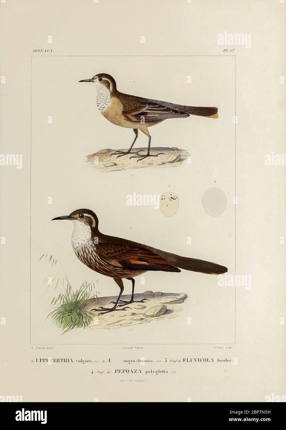 hand coloured sketch Top: buff-winged cinclodes (Cinclodes fuscus) [Here as Uppucerthia vulgaris]) Bottom: Chilean seaside cinclodes (Cinclodes nigrofumosus [Here as Uppucerthia nigro-fumosa]) From the book 'Voyage dans l'Amérique Méridionale' [Journey to South America: (Brazil, the eastern republic of Uruguay, the Argentine Republic, Patagonia, the republic of Chile, the republic of Bolivia, the republic of Peru), executed during the years 1826 - 1833] 4th volume Part 3 By: Orbigny, Alcide Dessalines d', d'Orbigny, 1802-1857; Montagne, Jean François Camille, 1784-1866; Martius, Karl Friedric Stock Photo