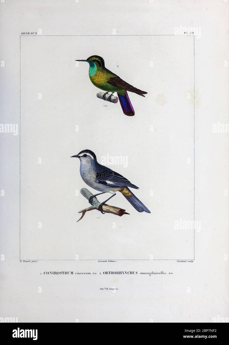 hand coloured sketch Top: Subspecies of Tyrian Metaltail (Metallura tyrianthina smaragdinicollis [Here as Orthorhynchus smaragdinicollis]) Bottom: cinereous conebill (Conirostrum cinereum) From the book 'Voyage dans l'Amérique Méridionale' [Journey to South America: (Brazil, the eastern republic of Uruguay, the Argentine Republic, Patagonia, the republic of Chile, the republic of Bolivia, the republic of Peru), executed during the years 1826 - 1833] 4th volume Part 3 By: Orbigny, Alcide Dessalines d', d'Orbigny, 1802-1857; Montagne, Jean François Camille, 1784-1866; Martius, Karl Friedrich Ph Stock Photo
