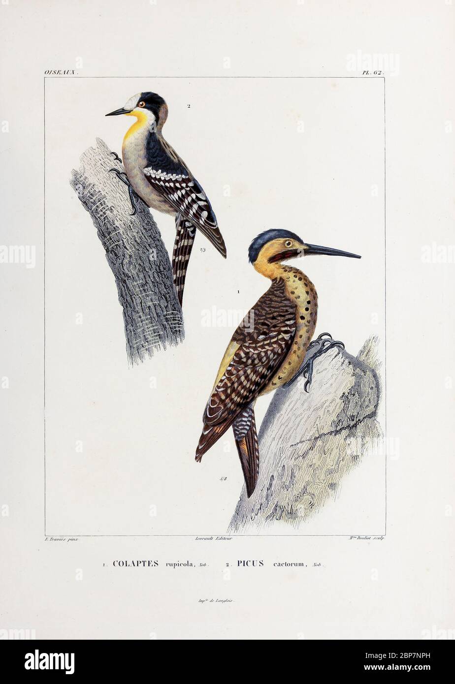 hand coloured sketch Top: white-fronted woodpecker (Melanerpes cactorum)[Here as Picus cactorum]) Bottom: Andean flicker (Colaptes rupicola) From the book 'Voyage dans l'Amérique Méridionale' [Journey to South America: (Brazil, the eastern republic of Uruguay, the Argentine Republic, Patagonia, the republic of Chile, the republic of Bolivia, the republic of Peru), executed during the years 1826 - 1833] 4th volume Part 3 By: Orbigny, Alcide Dessalines d', d'Orbigny, 1802-1857; Montagne, Jean François Camille, 1784-1866; Martius, Karl Friedrich Philipp von, 1794-1868 Published Paris :Chez Pitoi Stock Photo