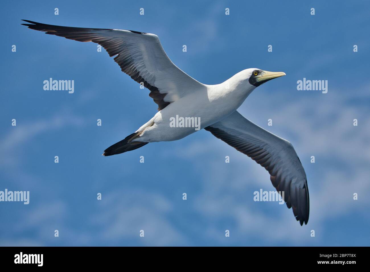 A Masked Booby bird in flight overhead seen in the Caribbean Sea. Wings spread out fully with a blue sky background Stock Photo