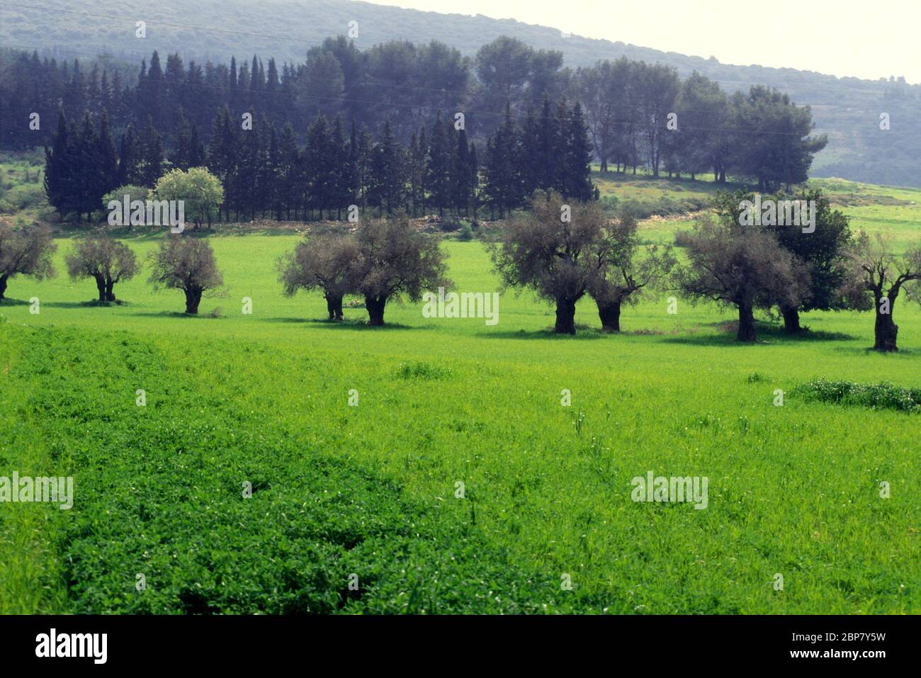 Olive tree plantation. Photographed in the Galilee, Israel in winter Stock Photo