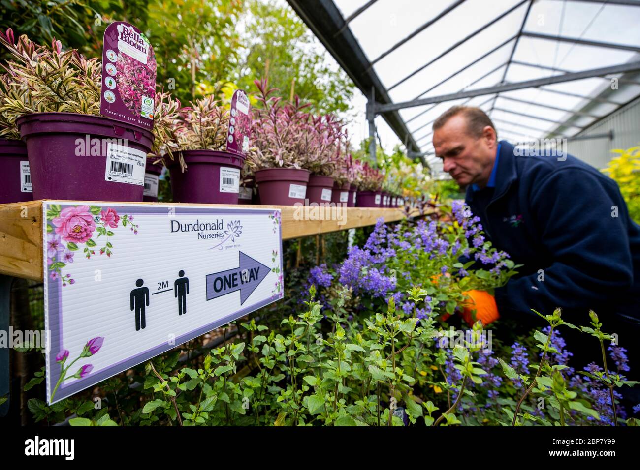 Worker Steven McFarland picking flowers for home delivery at Dundonald Nurseries in Belfast as