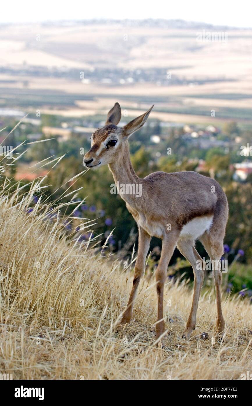 Palestine mountain gazelle (Gazella gazella gazella) Juvenile, Female ...