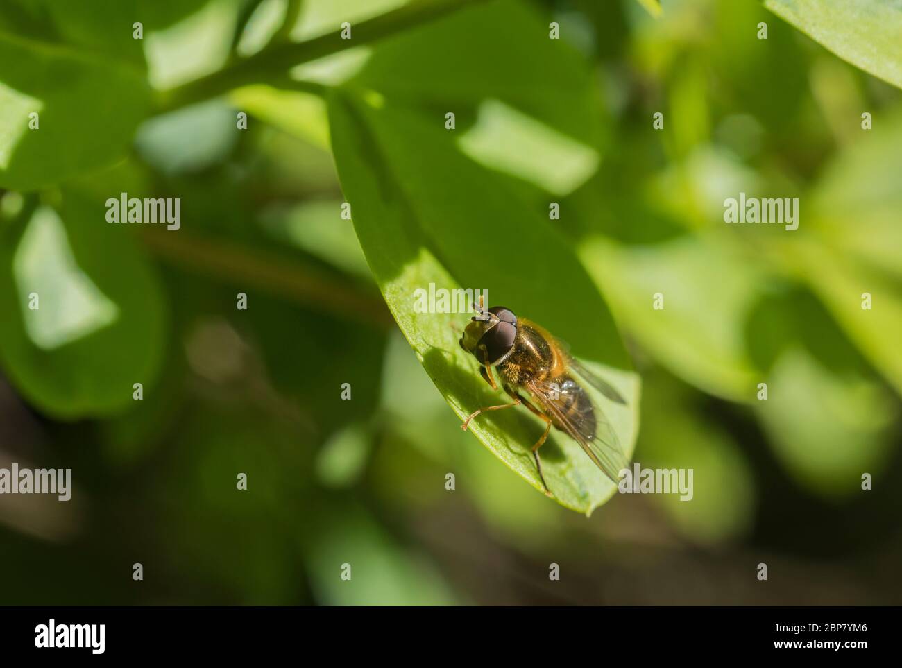 Perched hover fly known as the Spring Epistrophe (Epistrophe eligans) Stock Photo