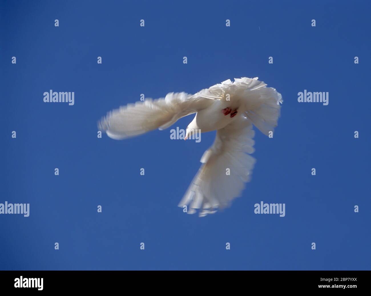 White dove flying blue sky hires stock photography and images Alamy