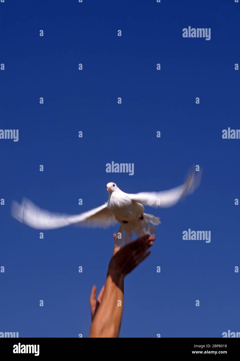 A hand sends off a Flying white dove on blue sky background Stock Photo