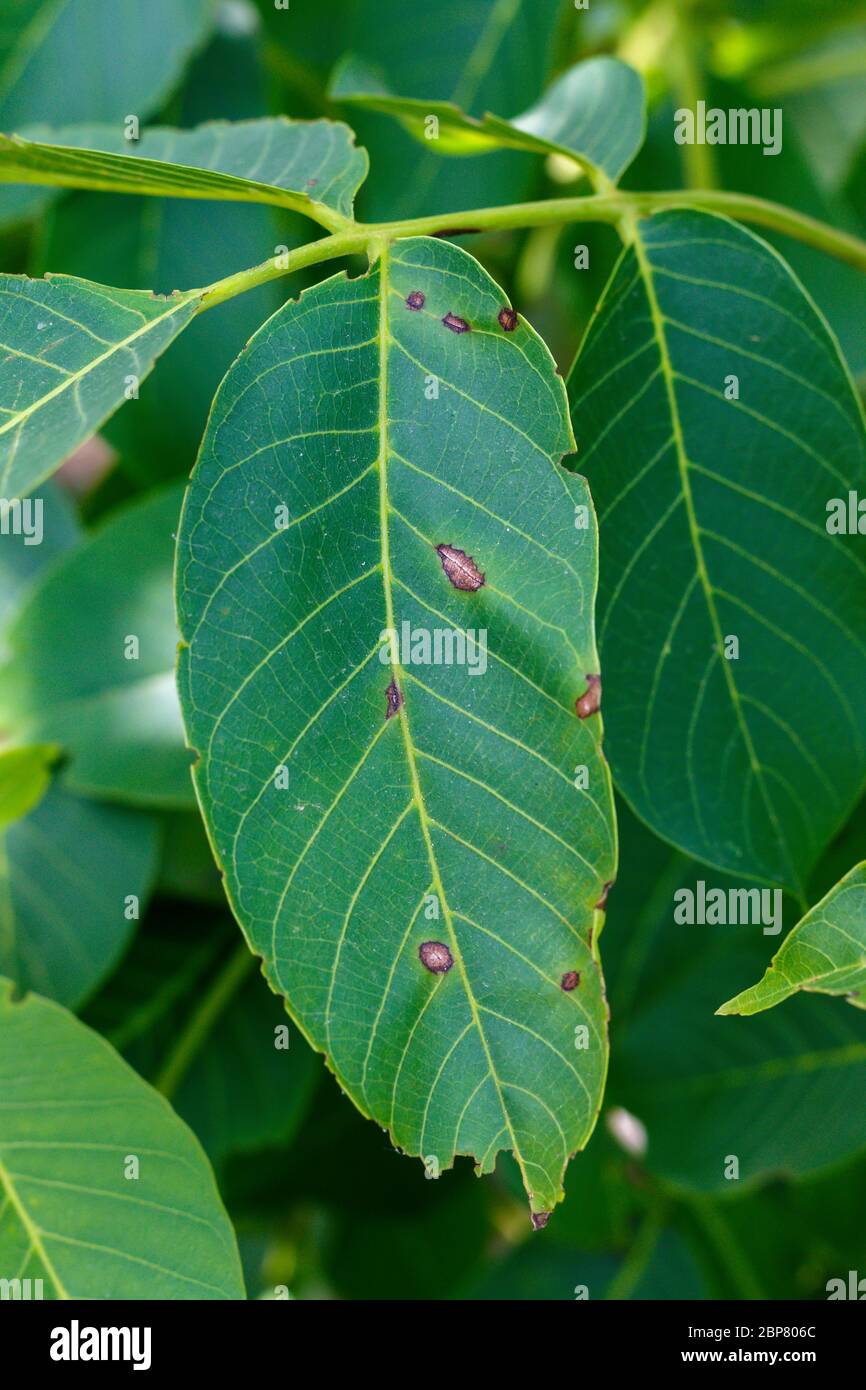 Walnut Leaves Affected With Disease - Gnomonia Leptostyla Stock Photo