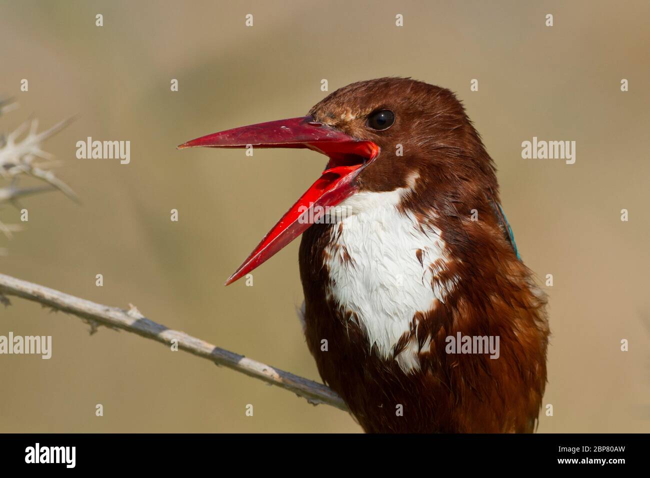 white-throated kingfisher (Halcyon smyrnensis) also known as the white-breasted kingfisher is a tree kingfisher, The adult has a bright blue back, win Stock Photo