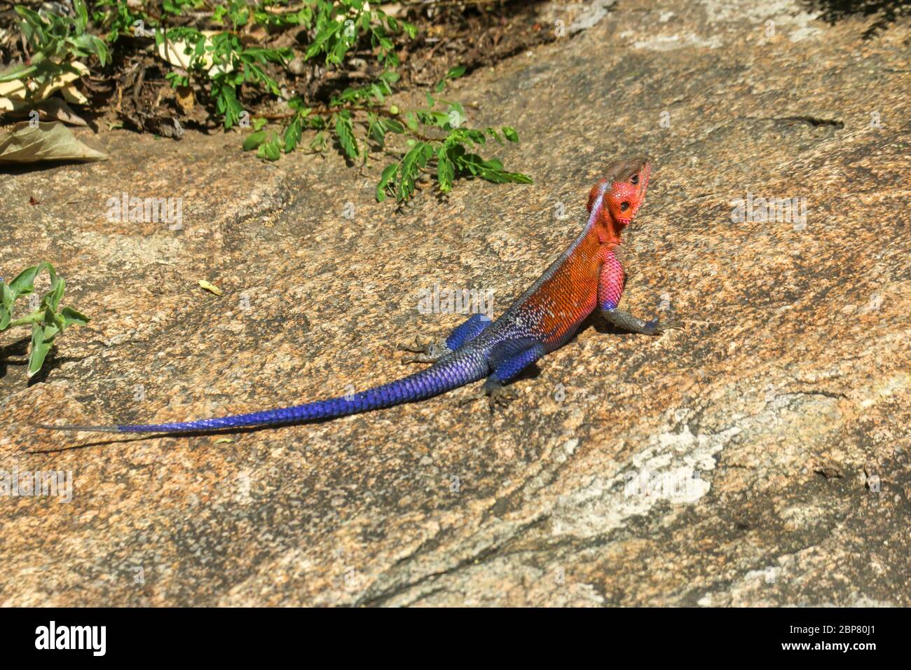 Male Mwanza flat-headed rock agama (Agama mwanzae) or the Spider-Man agama, because of its coloration, is a lizard reptile in the family Agamidae, fou Stock Photo
