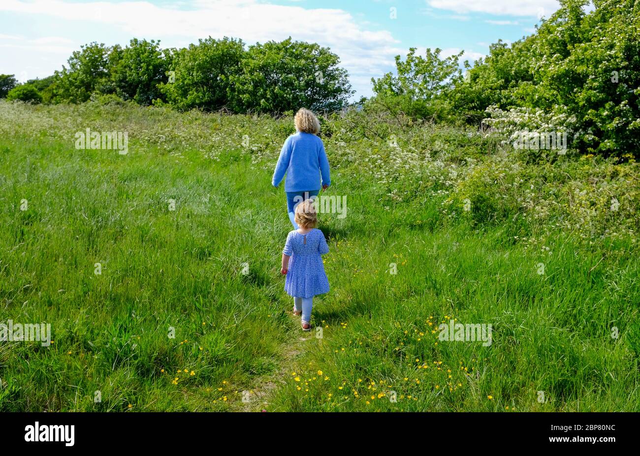 Woodingdean Brighton UK - Young 3 year old girl walking in a meadow with grandmother Stock Photo