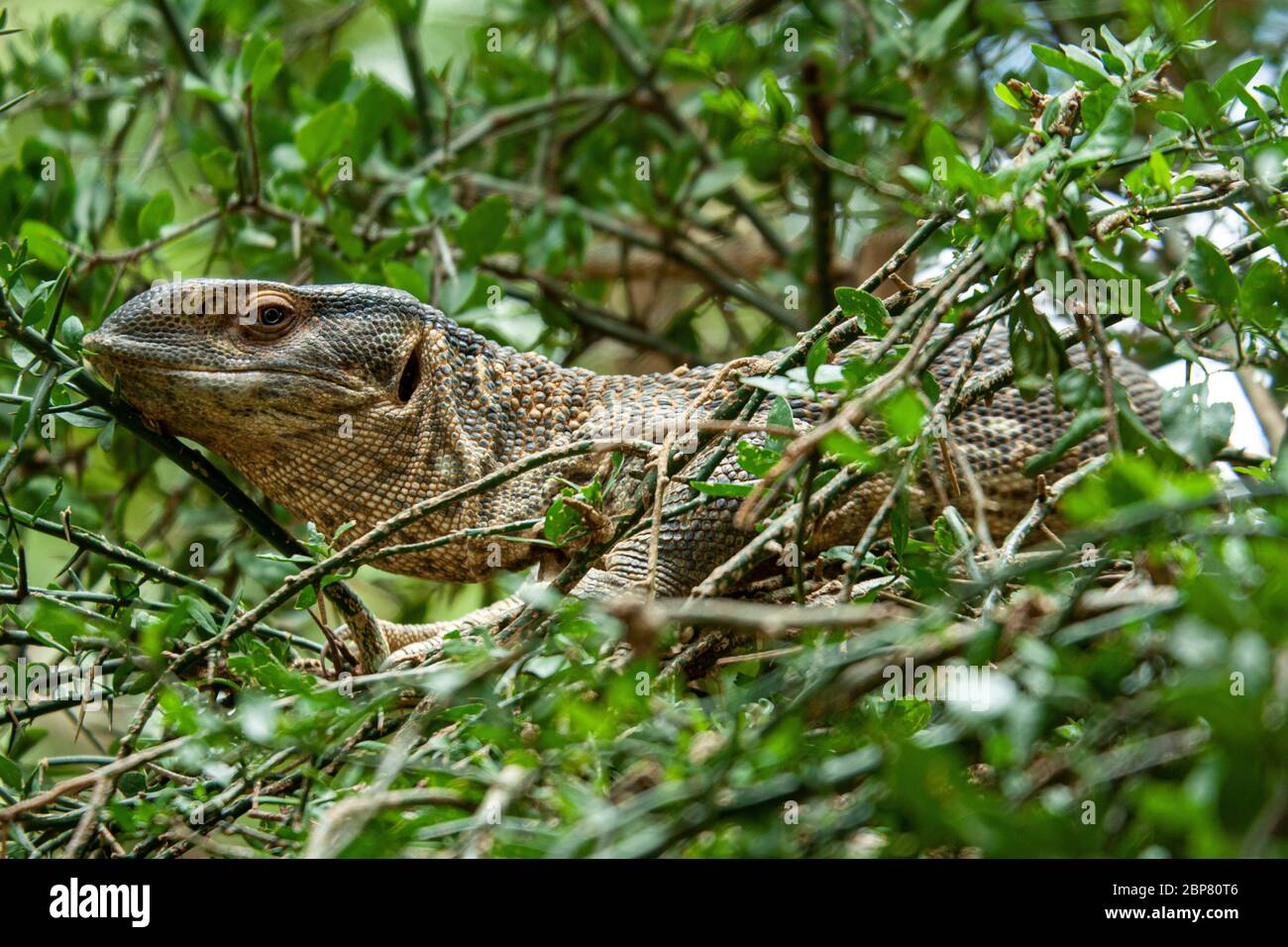 female Red-headed rock agama (Agama agama) basking on a rock in the sun Photographed at Serengeti National Park, Tanzania Stock Photo