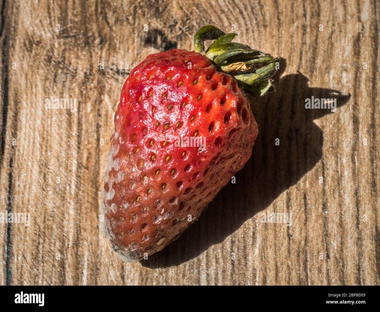 Rotten Strawberries Stock Photo - Download Image Now - Fungal Mold, Strawberry,  Mold - Flintshire - iStock