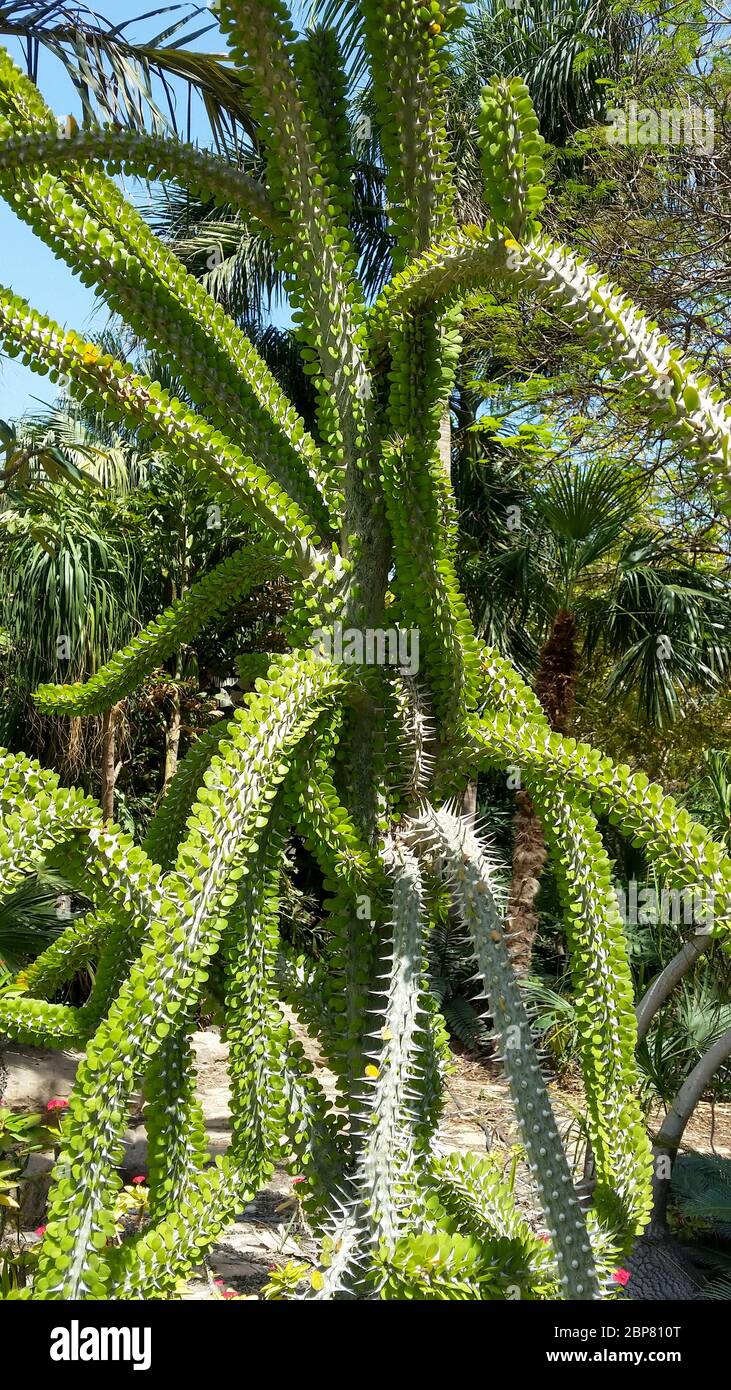 The trunk of an octopus tree, (Alluaudia ascendens), showing the rows of paired leaves and sharp, needle- shaped spines. The octopus tree is a woody- Stock Photo