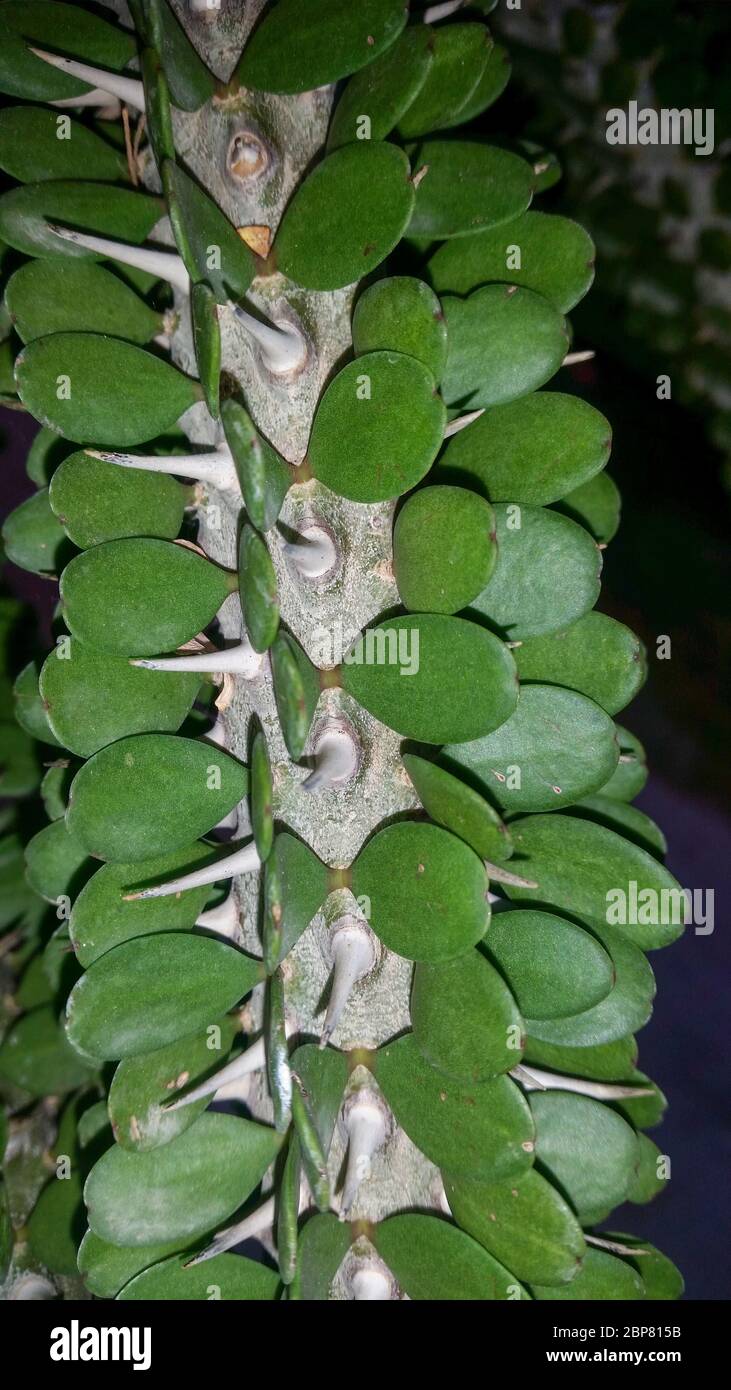 The trunk of an octopus tree, (Alluaudia ascendens), showing the rows of paired leaves and sharp, needle- shaped spines. The octopus tree is a woody- Stock Photo