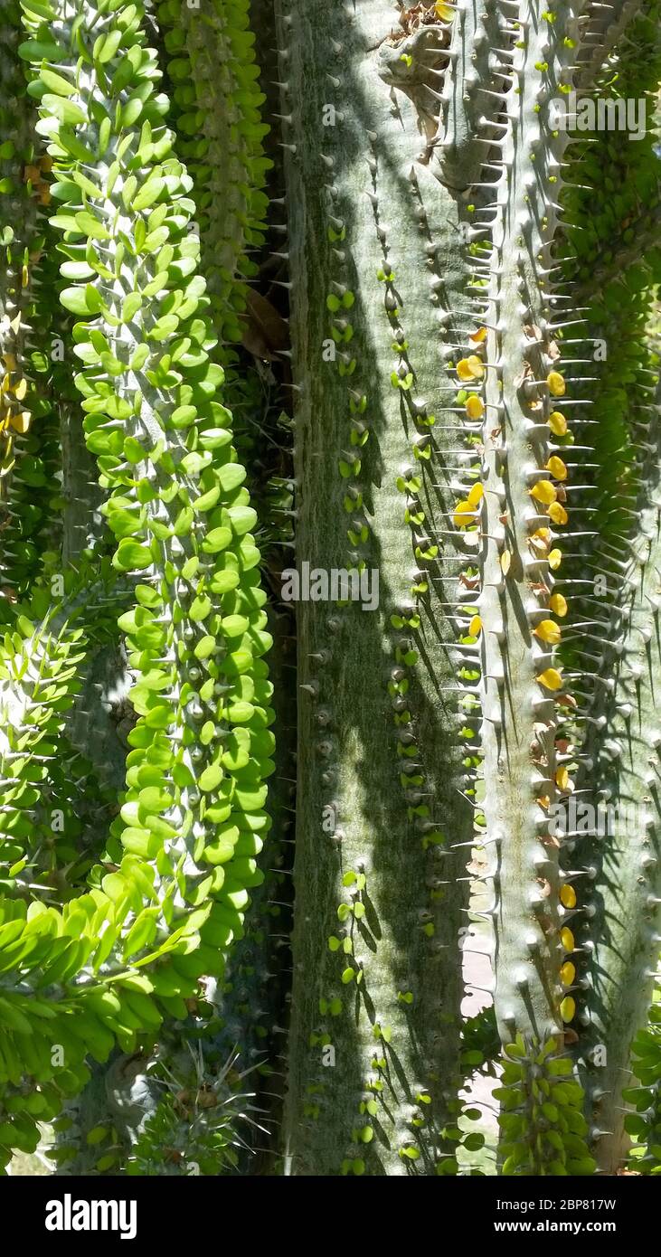 The trunk of an octopus tree, (Alluaudia ascendens), showing the rows of paired leaves and sharp, needle- shaped spines. The octopus tree is a woody- Stock Photo