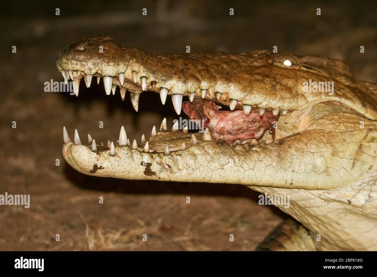 Night photography of a Nile River Crocodile (Crocodylus niloticus) close up of the teeth in the open mouth on the river banks of the Ewaso Nyiro comin Stock Photo