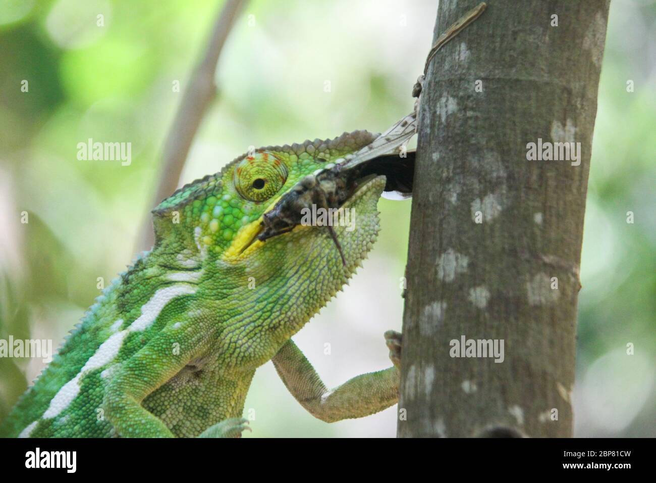 Globe-horned Chameleon (Calumma globifer) with prey Photographed in Madagascar in October Stock Photo