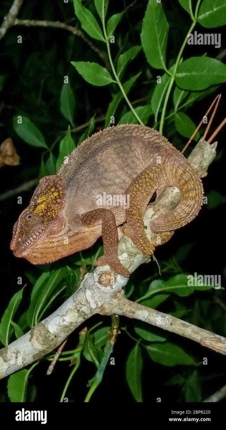 Globe-horned Chameleon (Calumma globifer) Photographed in Madagascar in October Stock Photo