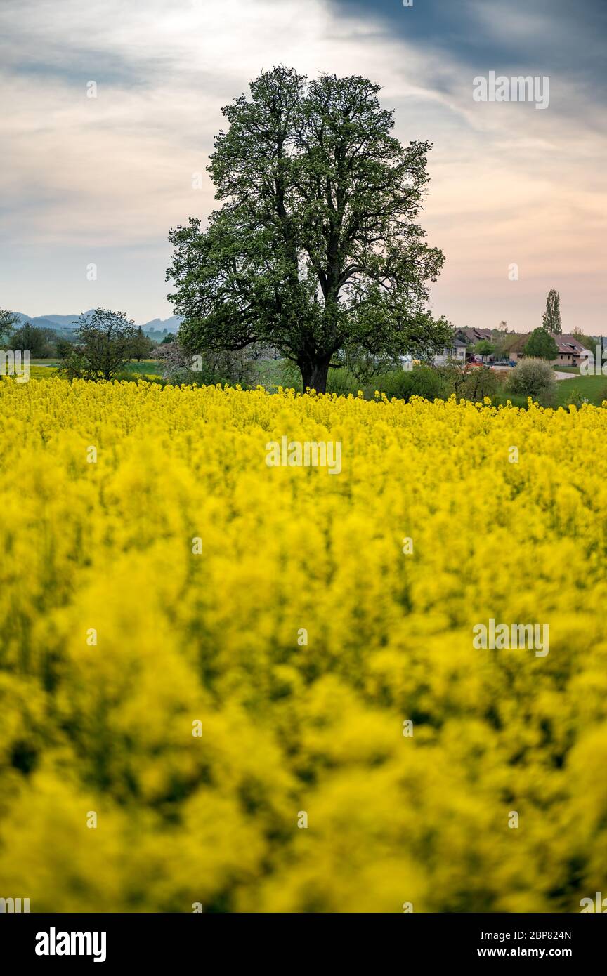 beautiful giant pear tree and a blooming rapefield Stock Photo