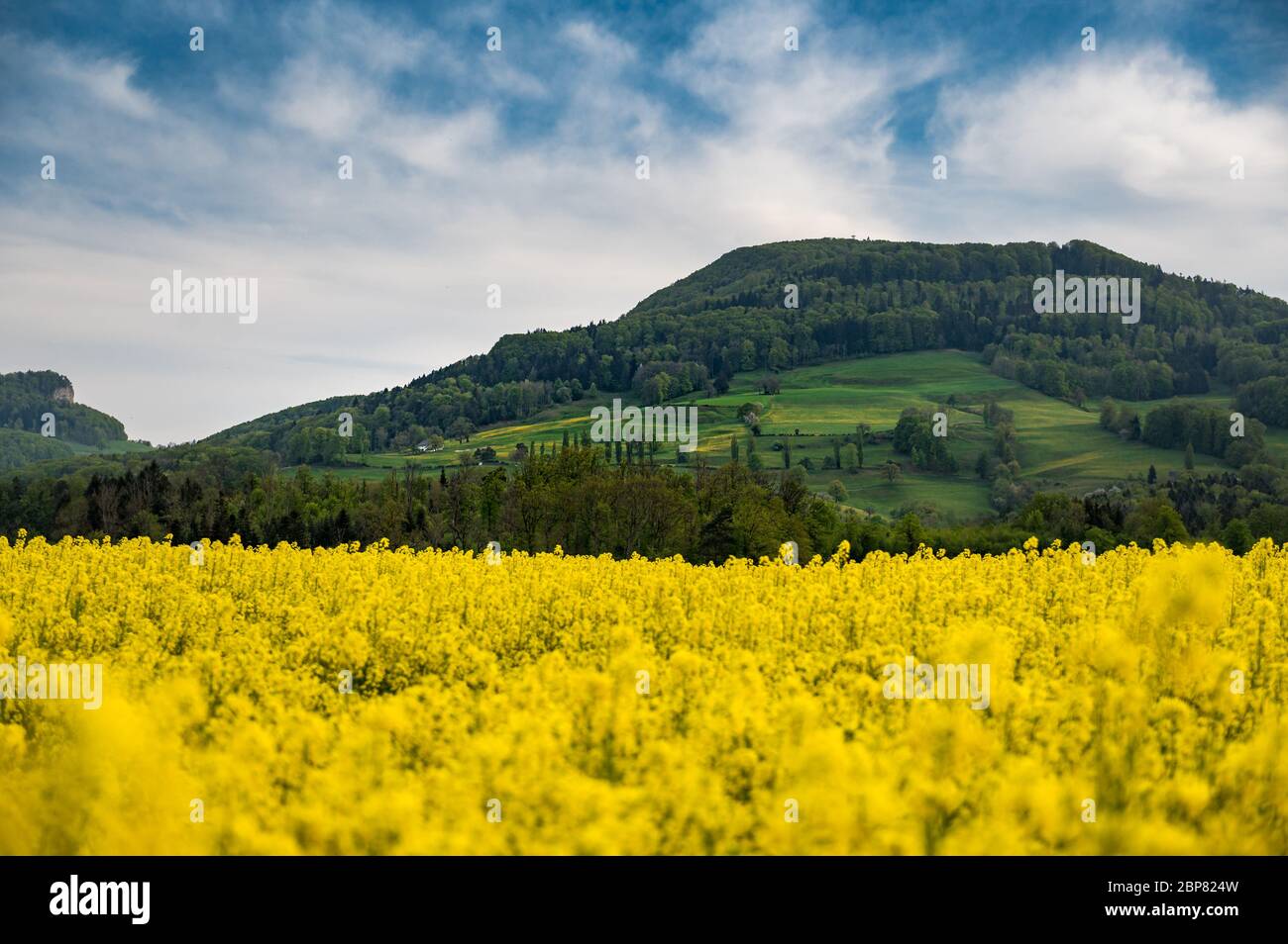 hillside in the swiss jura during spring with a blooming rapefield Stock Photo