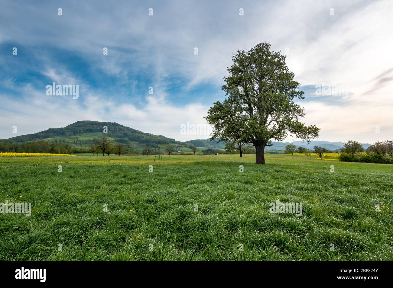 Beautiful spring landscape with a giant pear tree and a meadow with blooming dandelions Stock Photo