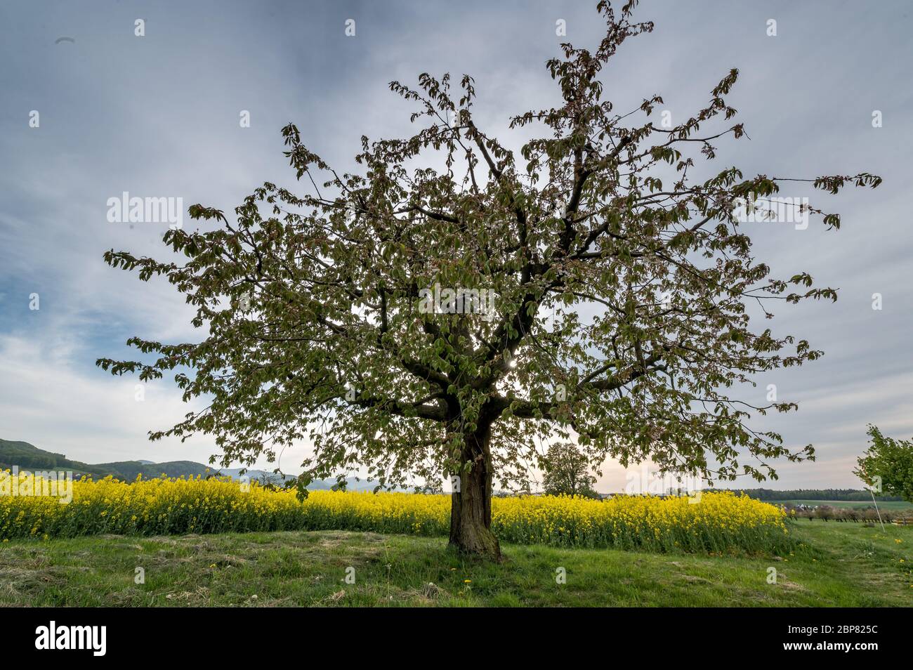 blooming cherrytree in Baselbiet Stock Photo