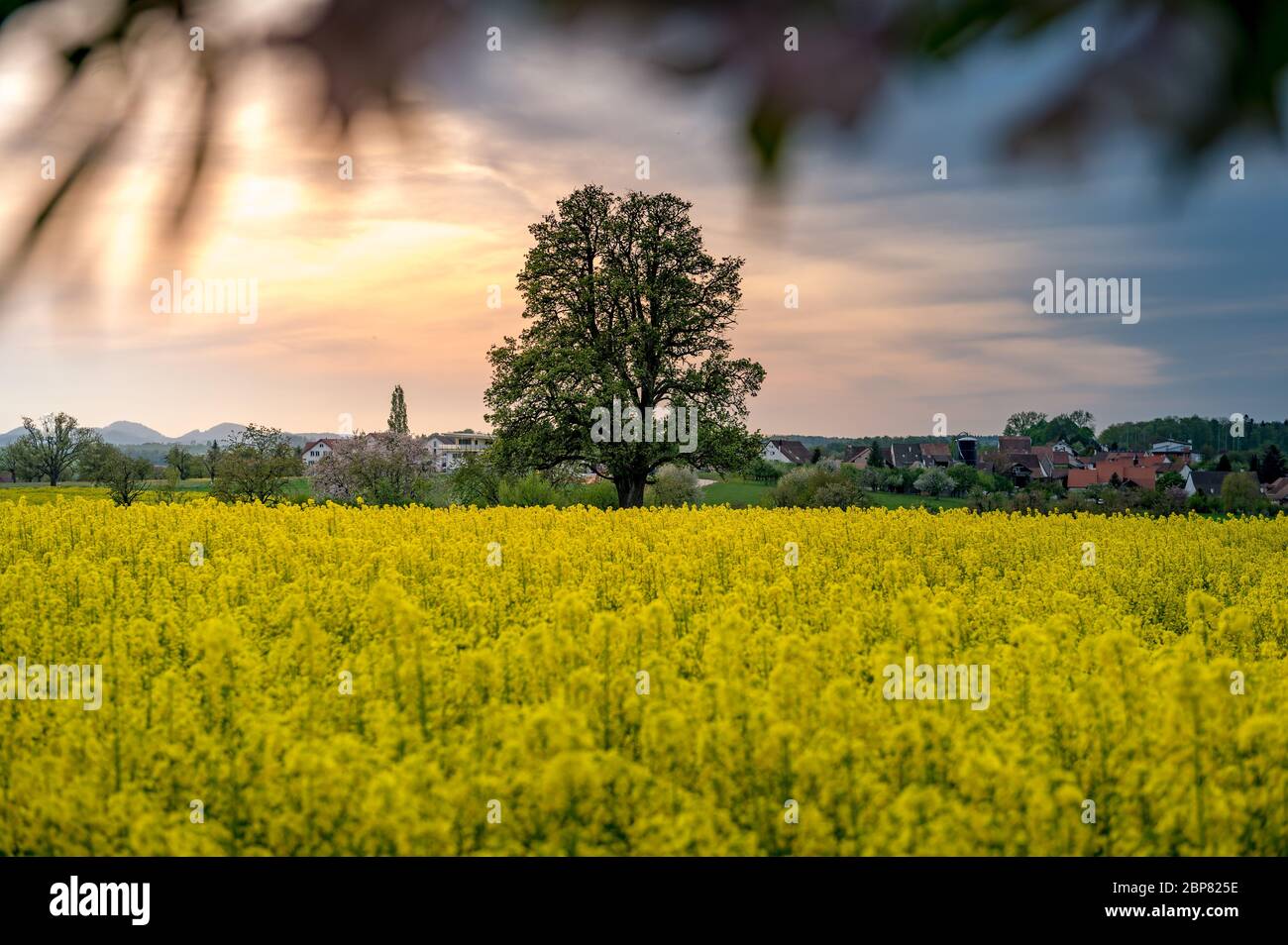 Beautiful spring landscape with a giant pear tree and a blooming rapefield Stock Photo