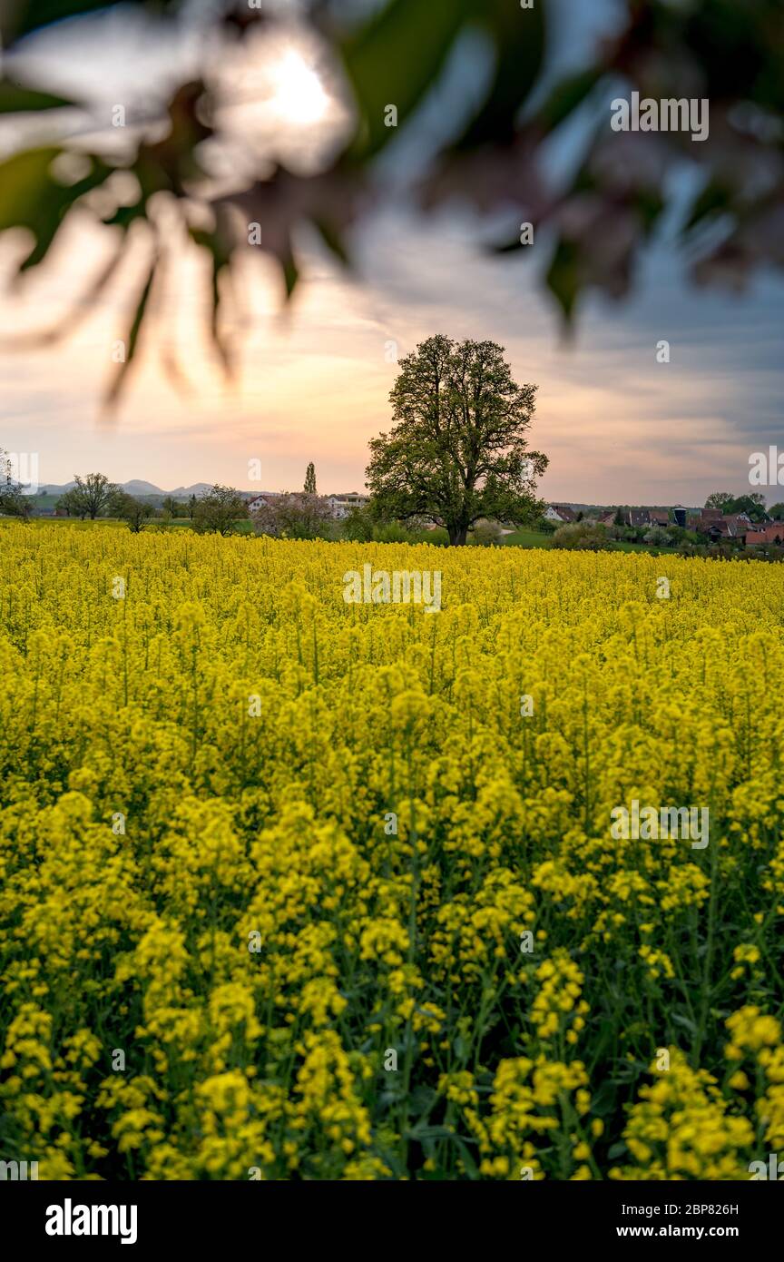 Beautiful spring landscape with a giant pear tree and a blooming rapefield Stock Photo