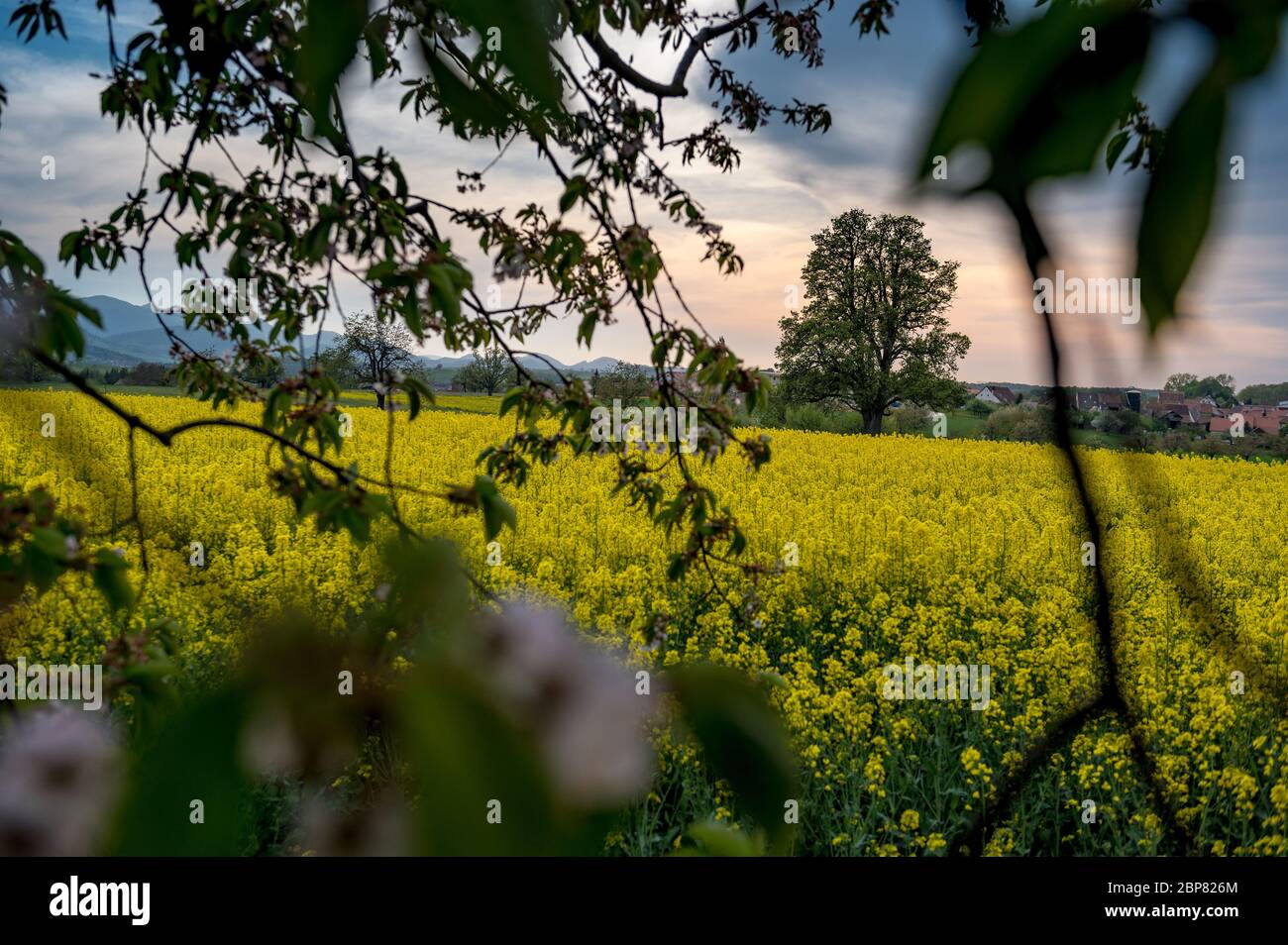 Beautiful spring landscape with a giant pear tree and a blooming rapefield Stock Photo