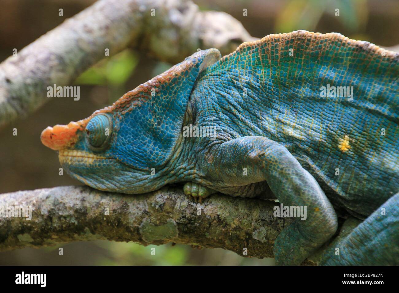 Close up of an Aquamarine Globe-horned Chameleon on a branch. Photographed in Madagascar in October Stock Photo