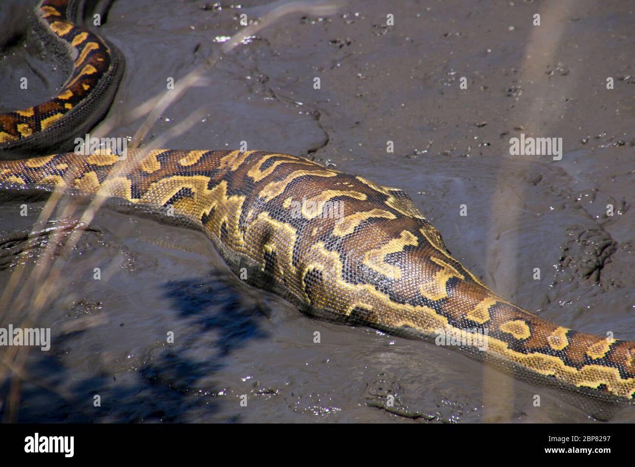 Distended snake after feeding. Close-up of the distended section of an African rock python (Python sebae) that has eaten a lizard. Snakes swallow thei Stock Photo