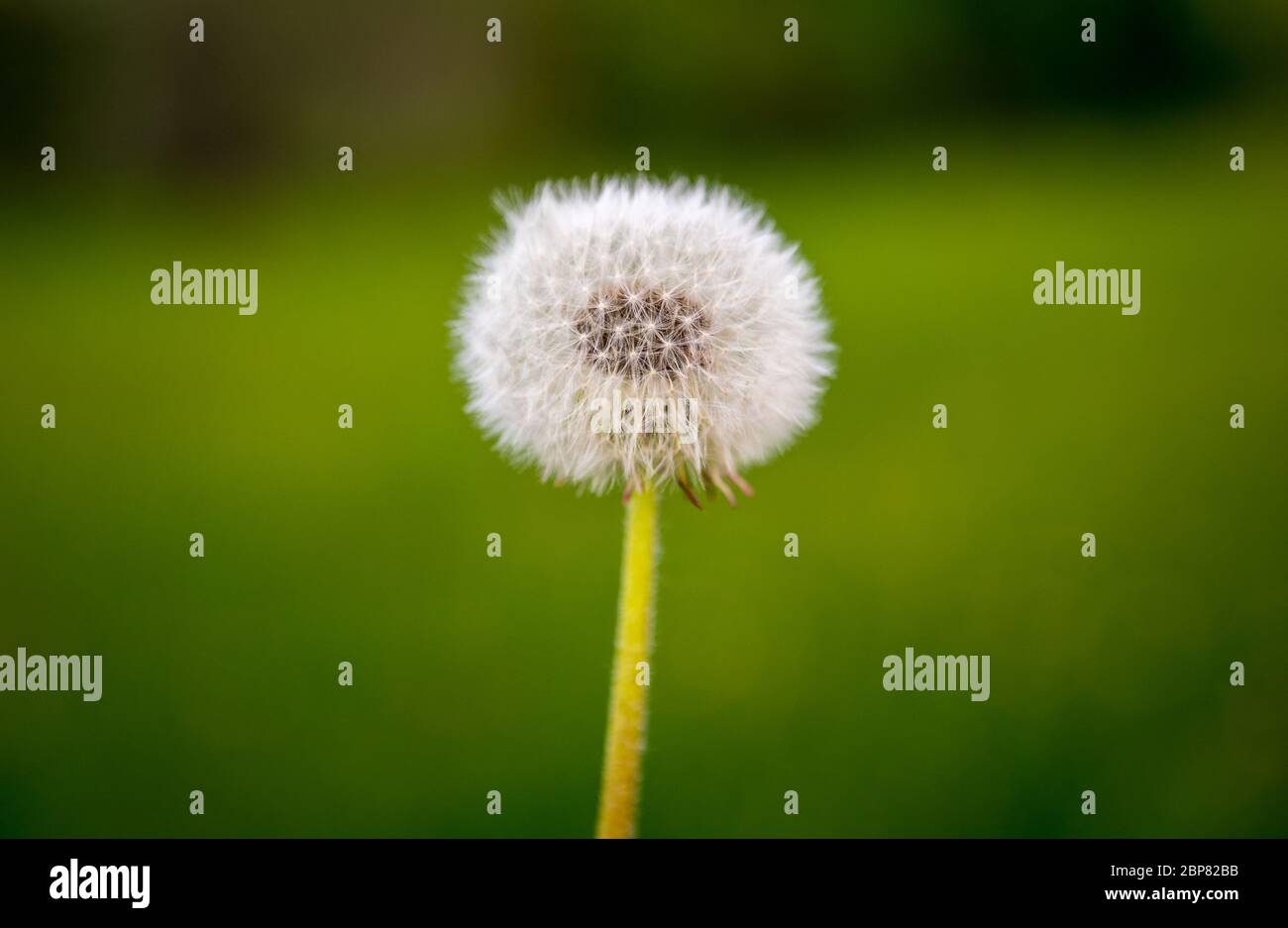 blooming dandelion on a spring meadow Stock Photo