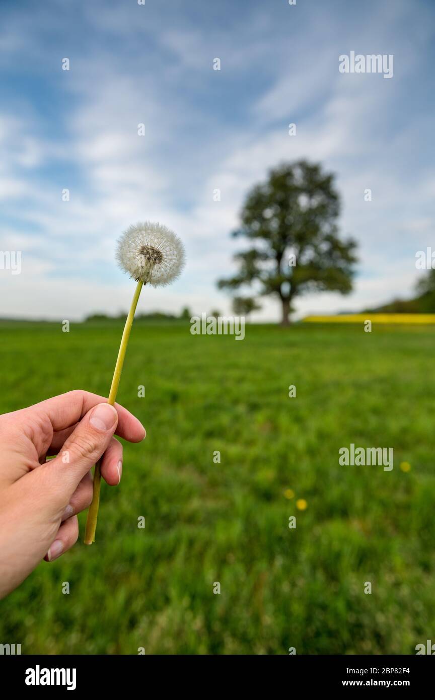 blooming dandelion in hand on a spring meadow Stock Photo