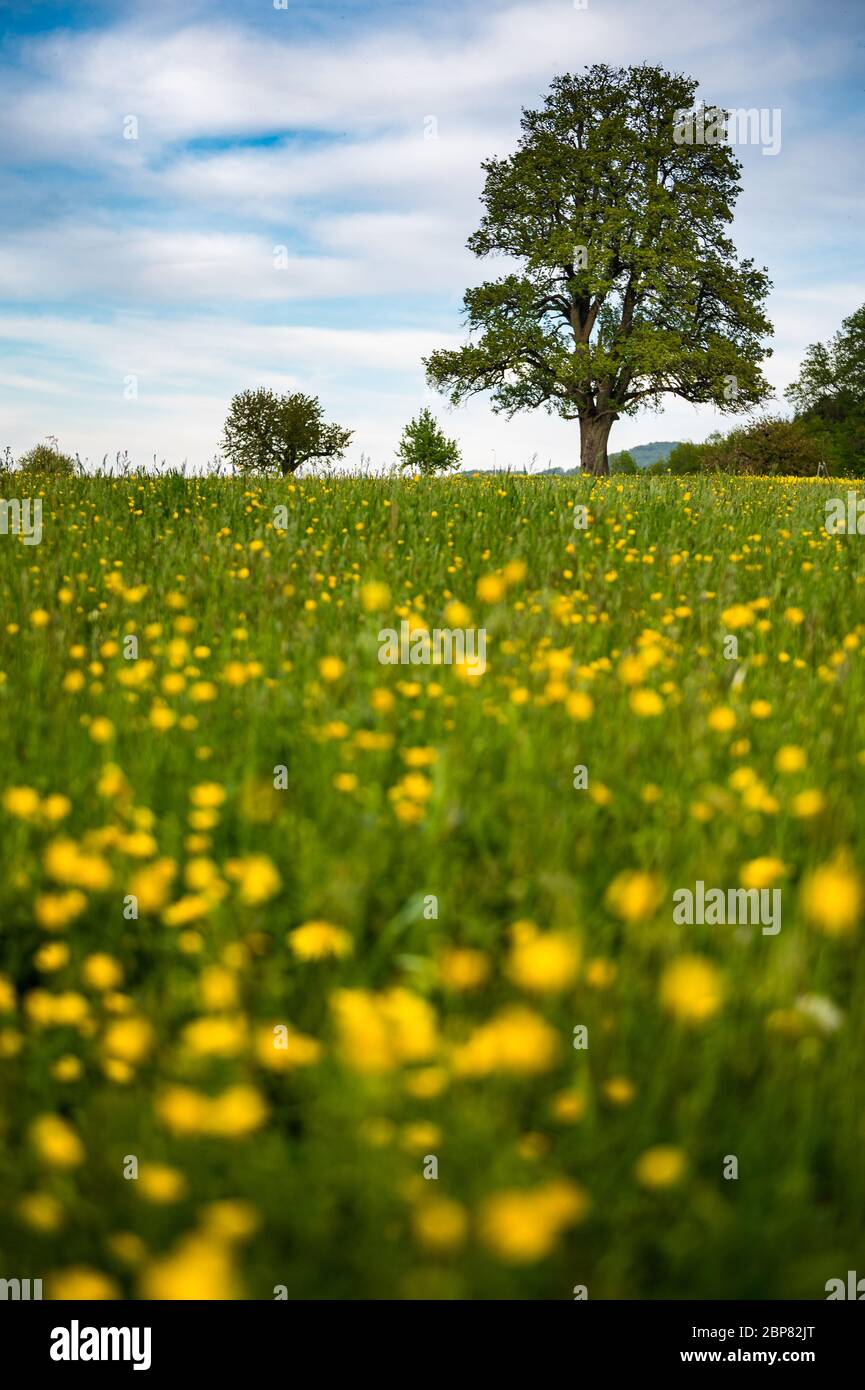 Beautiful spring landscape with a giant pear tree and a meadow with blooming dandelions Stock Photo