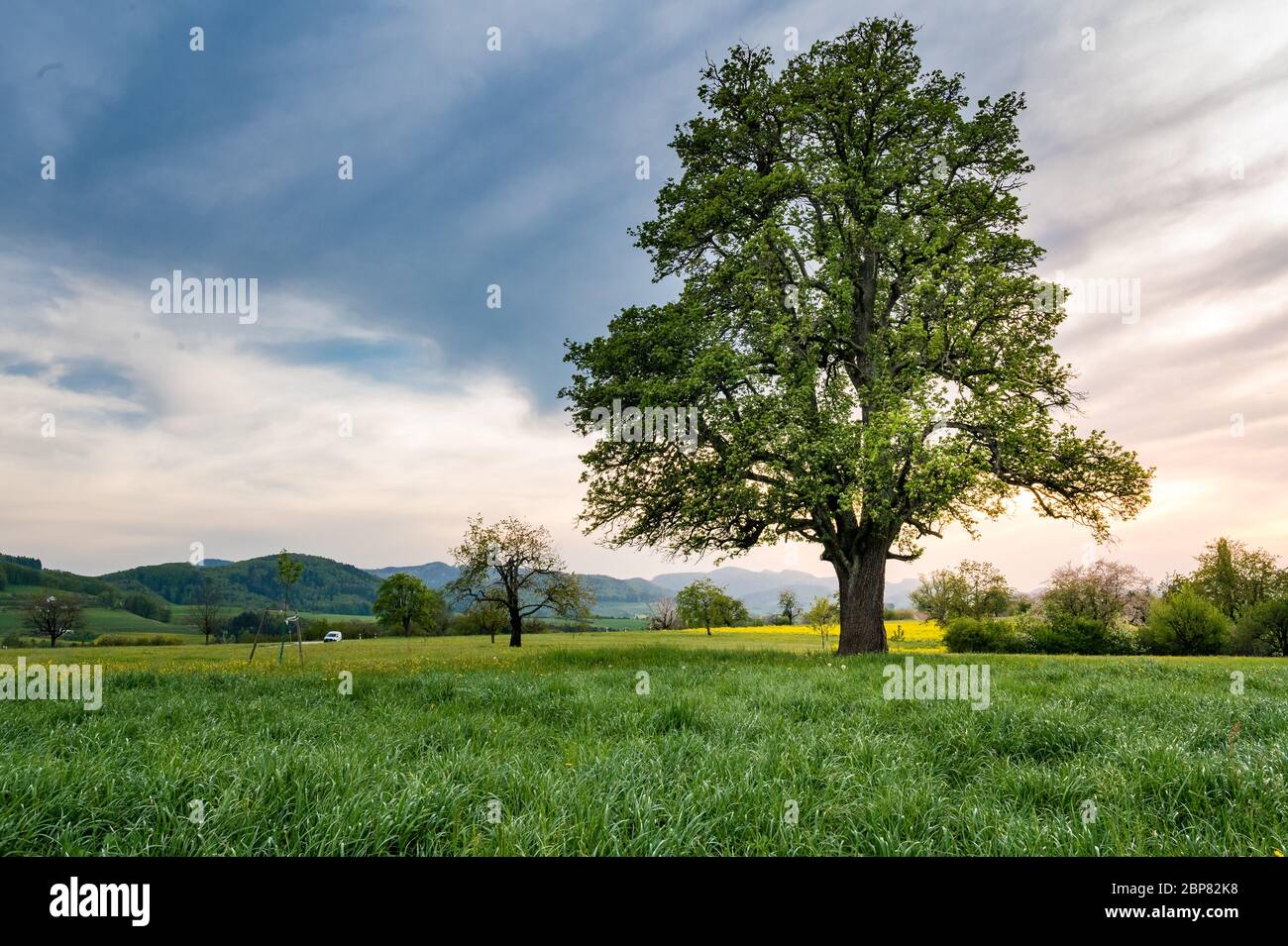 Beautiful spring landscape with a giant pear tree and a meadow with blooming dandelions Stock Photo