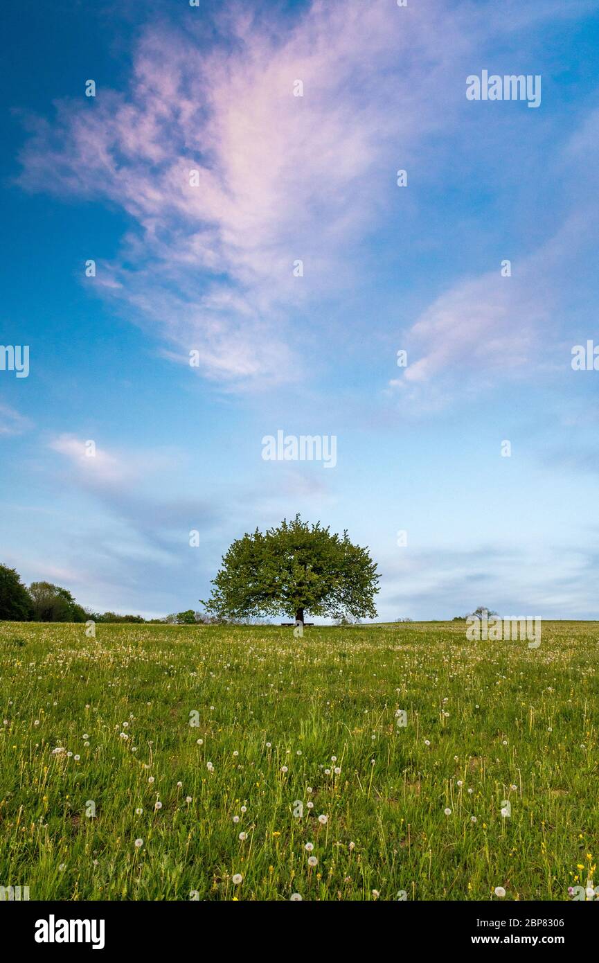 perfectly scaped spring tree in meadow Stock Photo