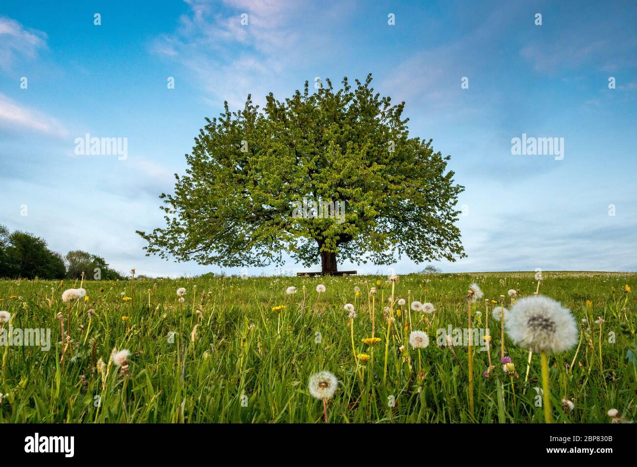 perfectly scaped spring tree in meadow Stock Photo