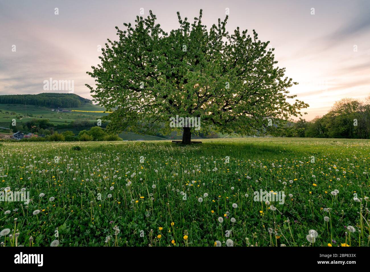 perfectly scaped spring tree in meadow Stock Photo